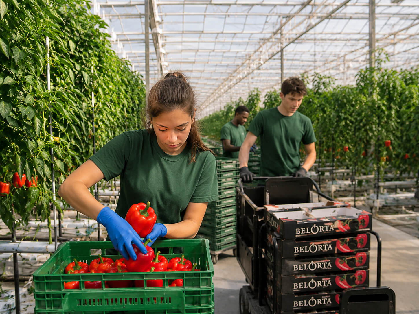 Greenhouse & Farm Jobs in Netherlands With Visa Sponsorship